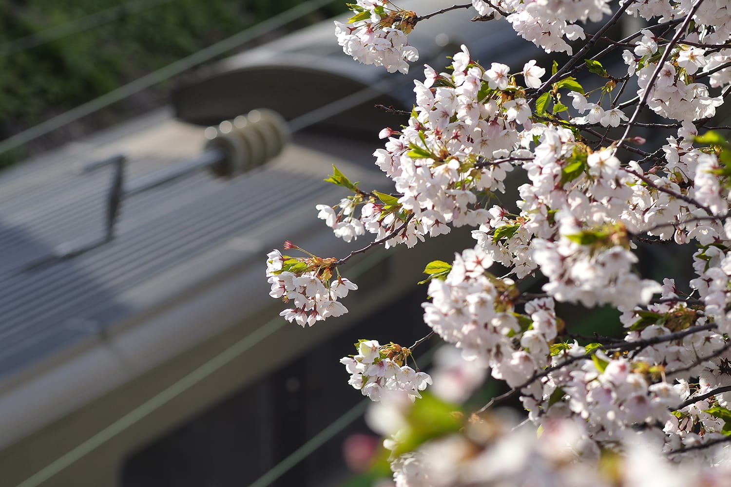 桜と電車、夏の日本、春の小樽
