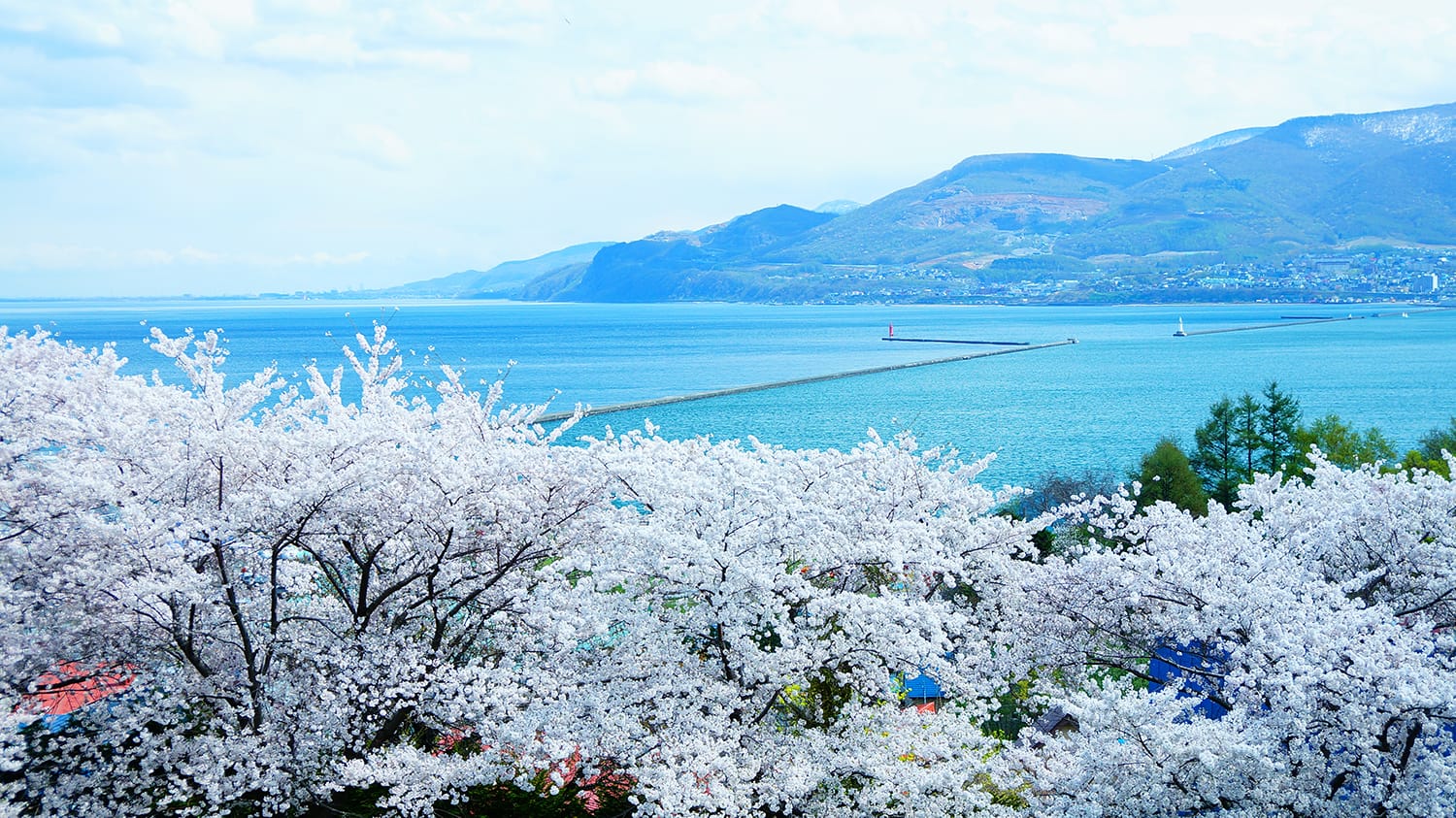 手宮の緑化植物園にて。桜だけなら名所は小樽にもたくさんありますが、桜と海とをいっぺんに楽しめるこの場所が僕のお気に入りです。