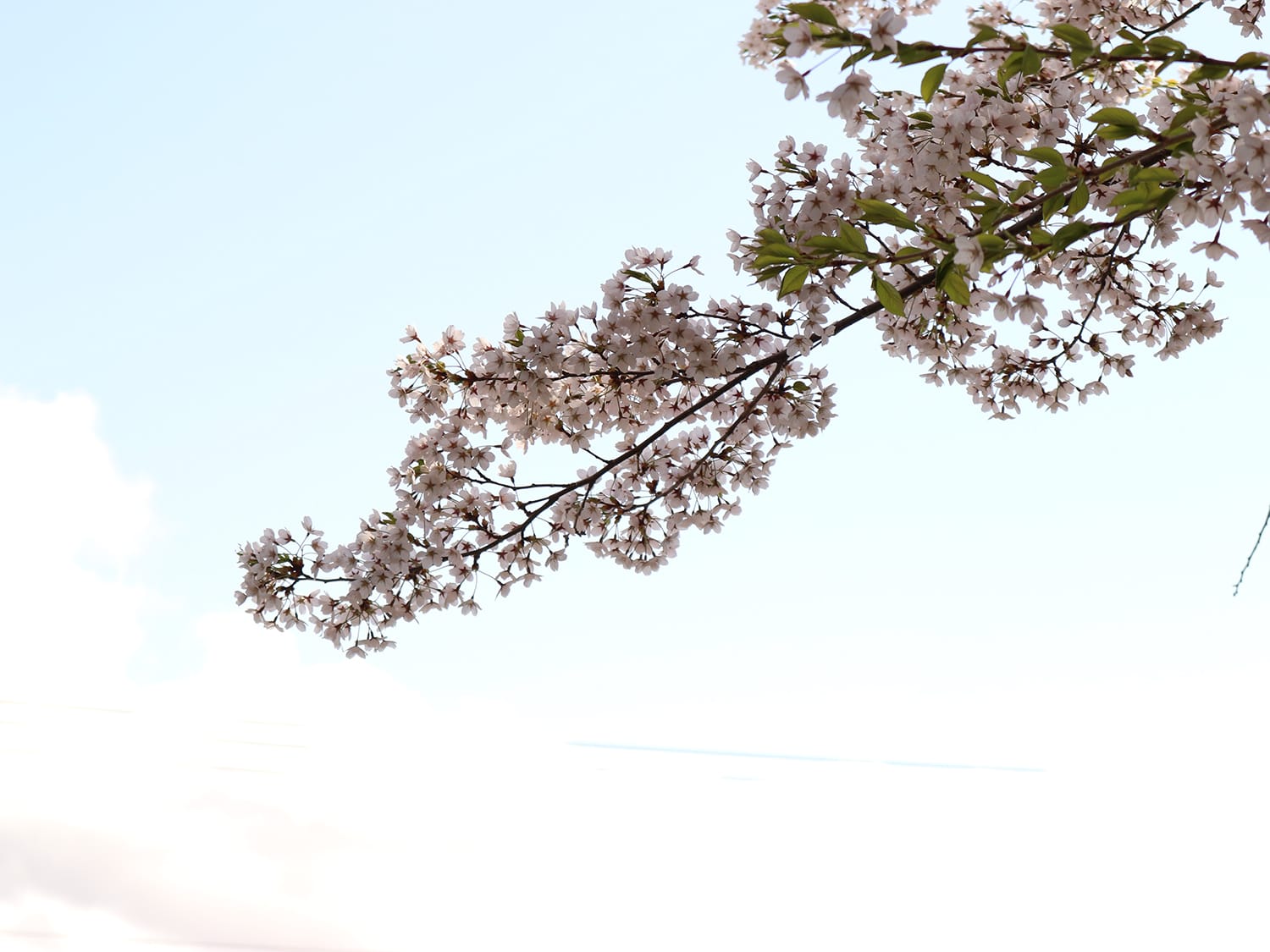 大学に行く途中の坂で撮った写真です。待ち遠しかった桜が咲いて、空に向かってのびる桜が好きだなと思って撮りました。