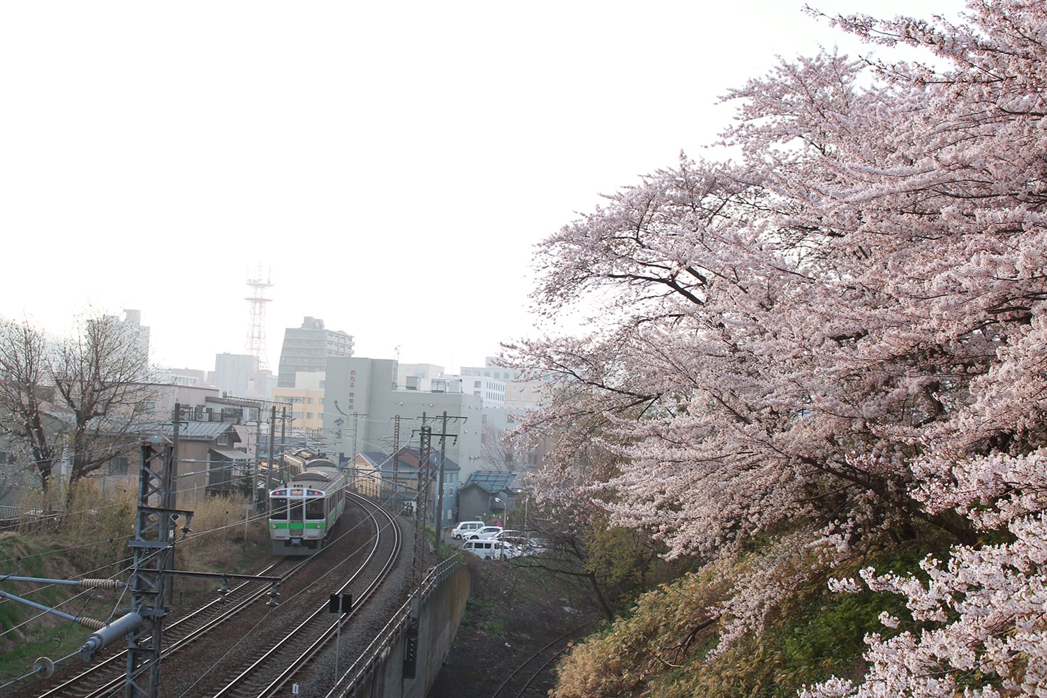 電車と桜が入った写真を撮りたいと一年前から思っていて、偶然通りがかった時に撮れました。桜の色と電車の緑がマッチしています。