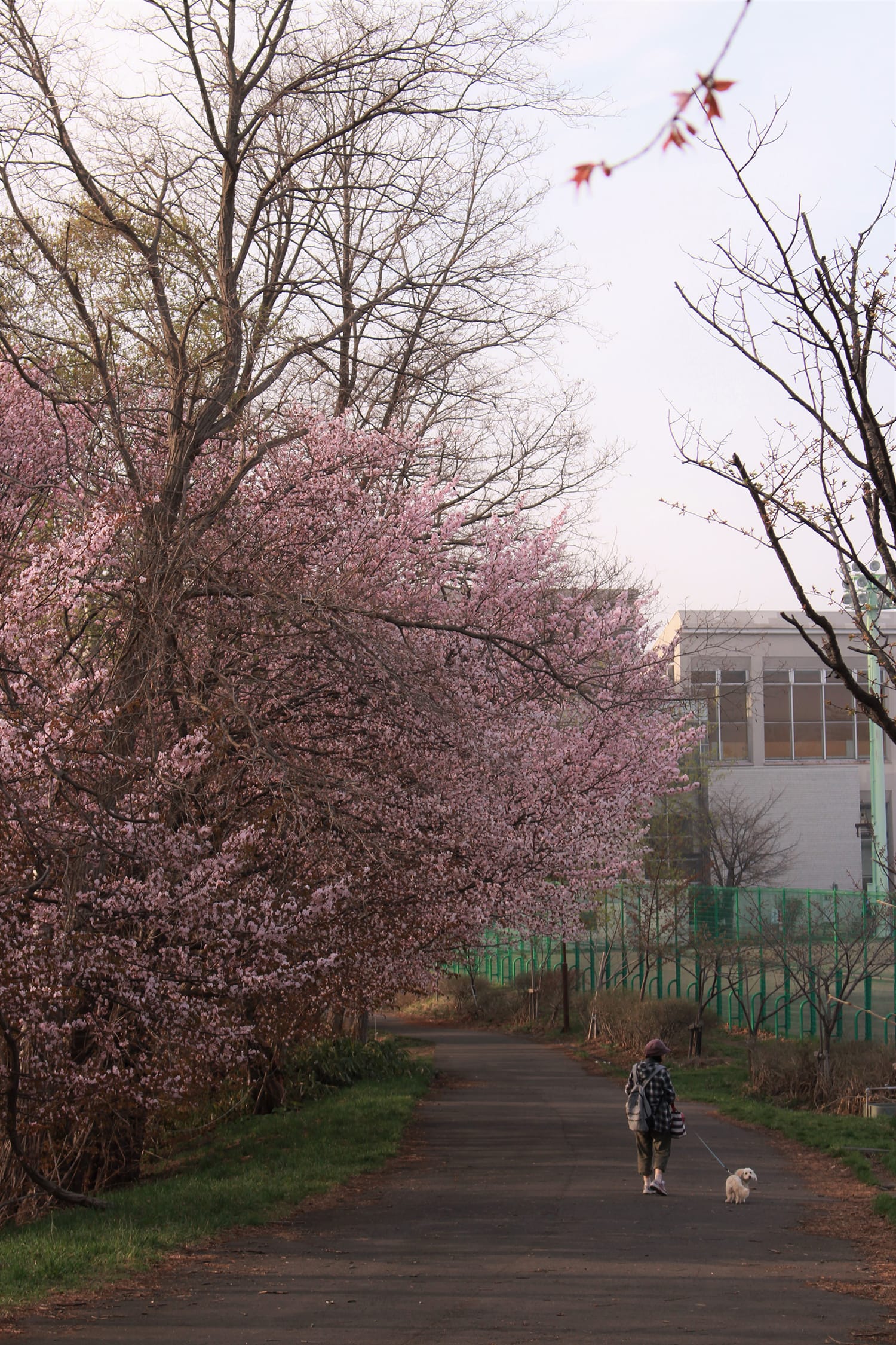 桜の散歩コース。犬が楽しそうに飼い主さんと歩いていました。こっちを振り返ってくれて、とても可愛らしいです。